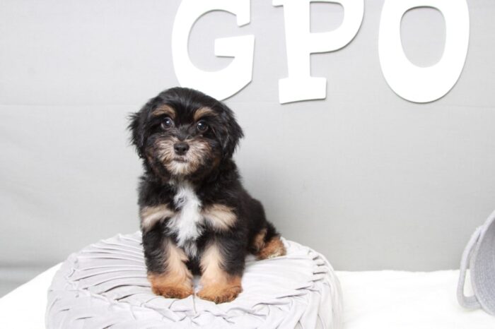 Carlos - Faithful Black/Tan Male Shih-Poo Puppy - Image 3