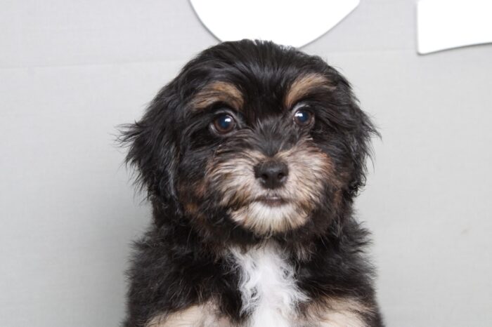 Carlos - Faithful Black/Tan Male Shih-Poo Puppy - Image 2