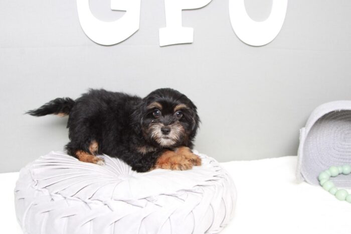 Carlos - Faithful Black/Tan Male Shih-Poo Puppy - Image 5