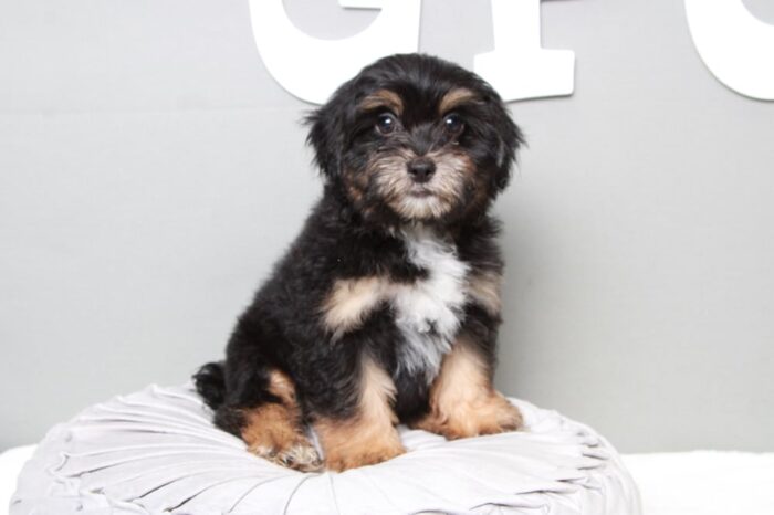 Carlos - Faithful Black/Tan Male Shih-Poo Puppy