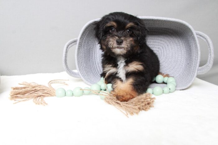 Carlos - Faithful Black/Tan Male Shih-Poo Puppy - Image 4