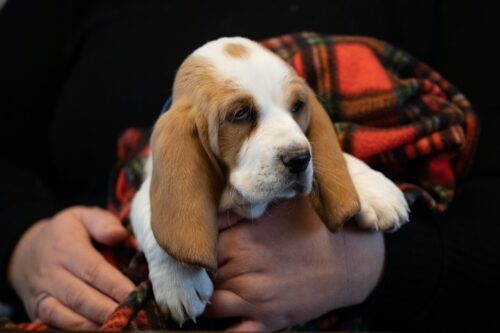 Bassett Hound