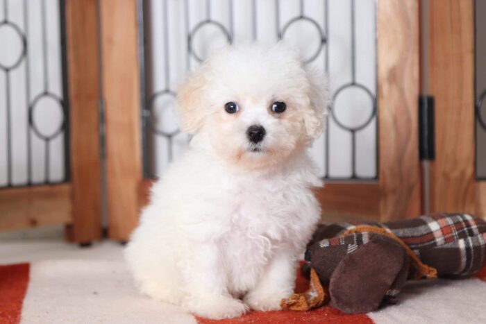 Carter - Playful Male Poochon Puppy