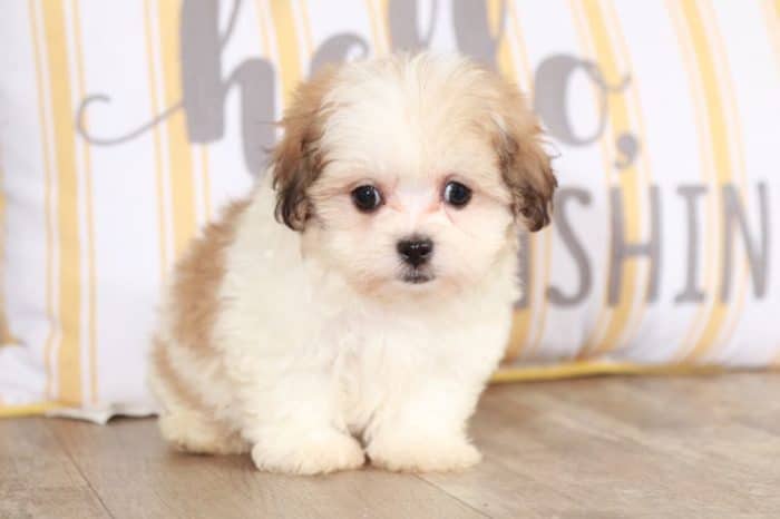 Carter - Soft, Tiny, Teddy Bear