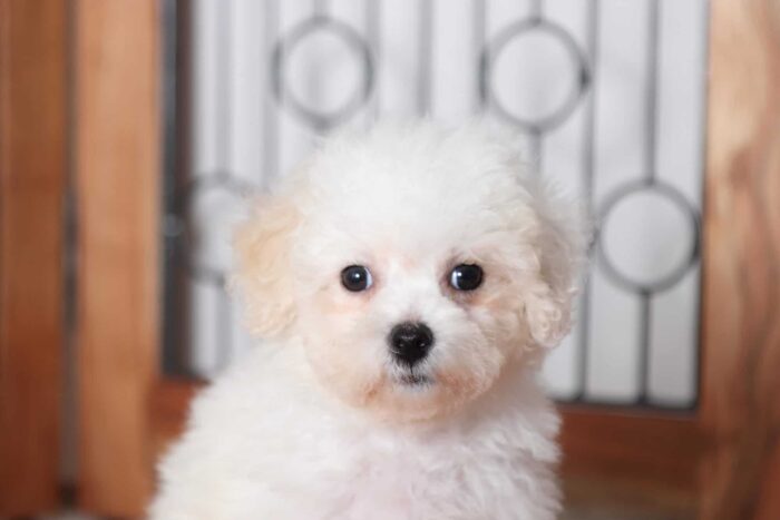 Carter - Playful Male Poochon Puppy - Image 2