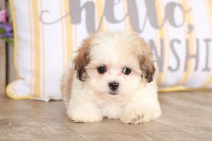 Carter - Soft, Tiny, Teddy Bear - Image 4