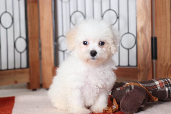 Carter - Playful Male Poochon Puppy - Image 3