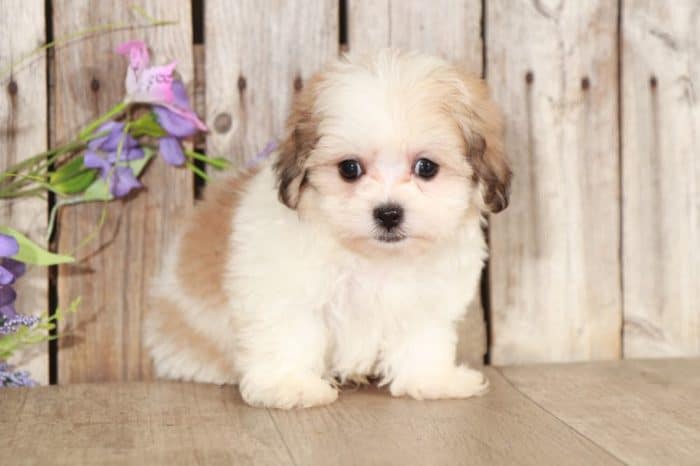 Carter - Soft, Tiny, Teddy Bear - Image 3