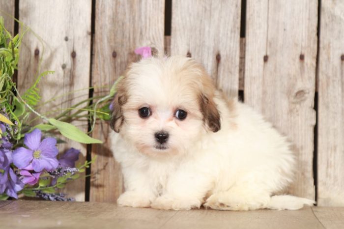 Carter - Soft, Tiny, Teddy Bear - Image 2
