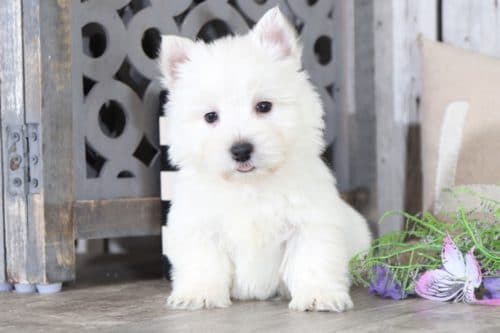 Westie Terrier