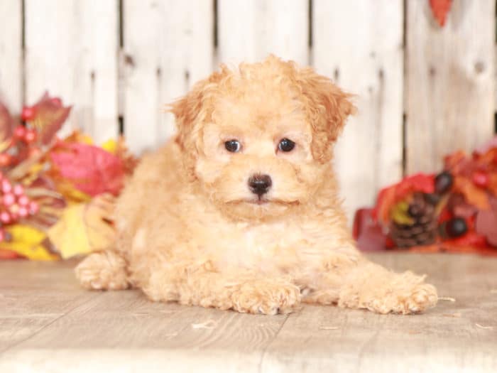 Cassie - Beautiful F1B Mini Goldendoodle