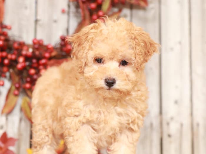 Cassie - Beautiful F1B Mini Goldendoodle - Image 5