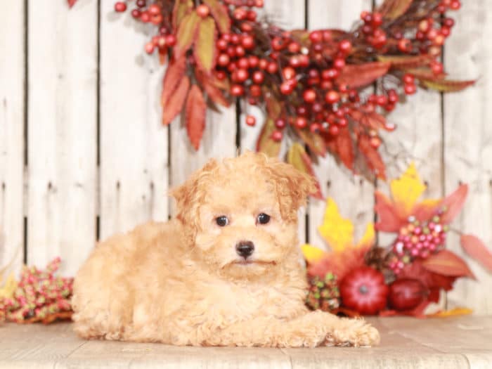 Cassie - Beautiful F1B Mini Goldendoodle - Image 2