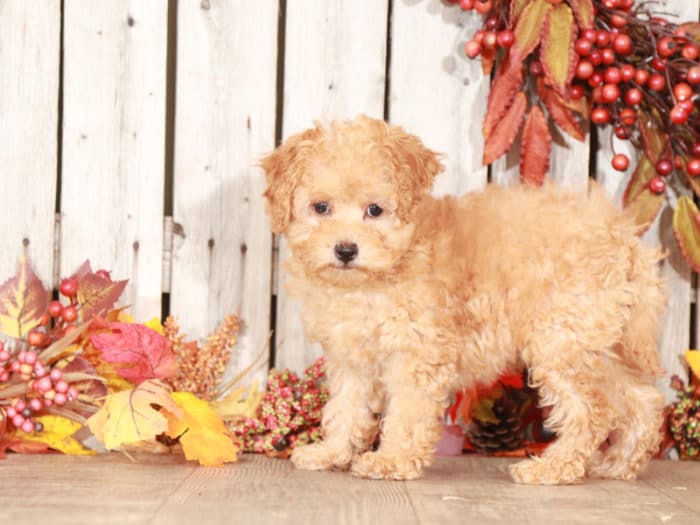 Cassie - Beautiful F1B Mini Goldendoodle - Image 3