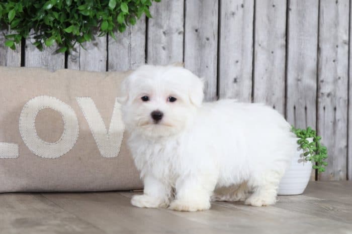 Catelyn - Pretty Maltese