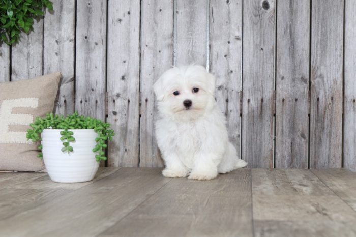 Catelyn - Pretty Maltese - Image 4