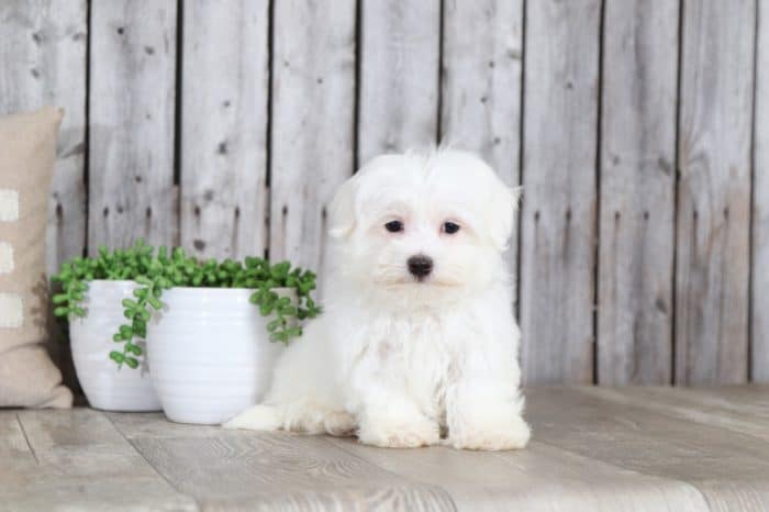 Catelyn - Pretty Maltese - Image 3