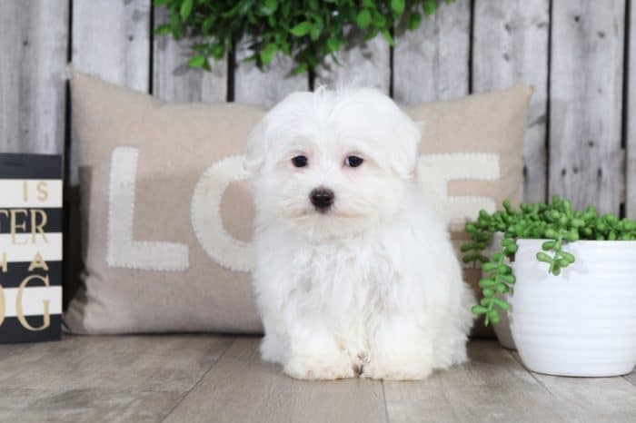 Catelyn - Pretty Maltese - Image 2