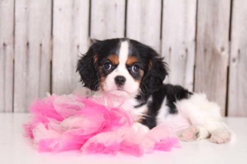 Cavalier King Charles Spaniel