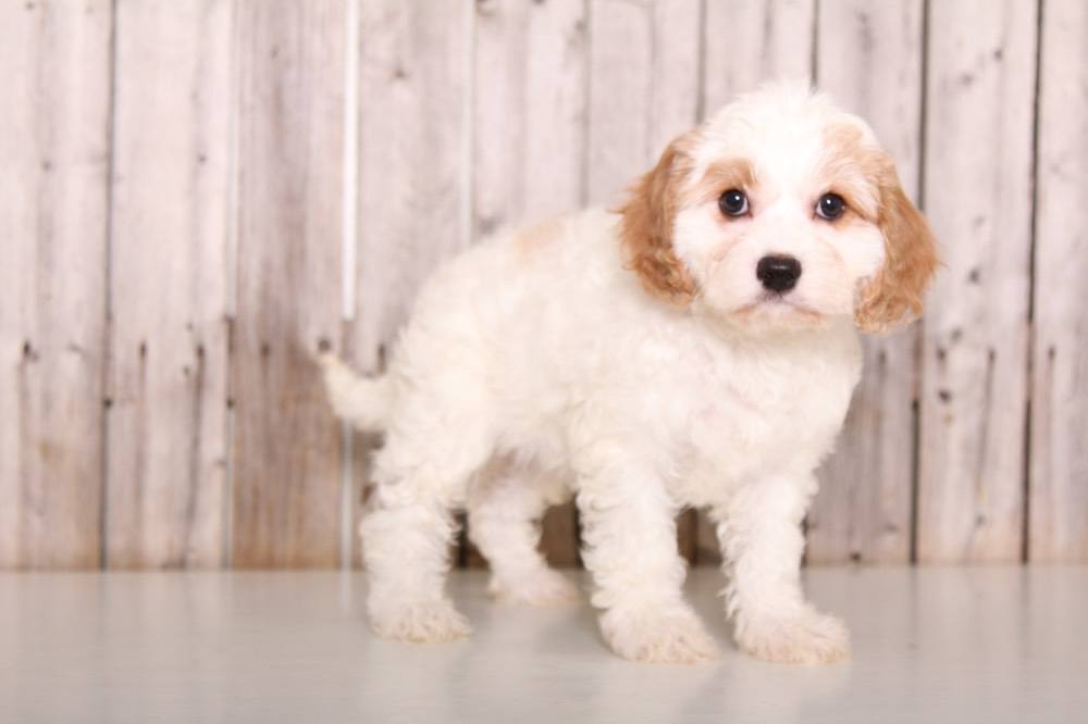 Cavapoo Puppies for Sale in Ohio - Little Puppies Online