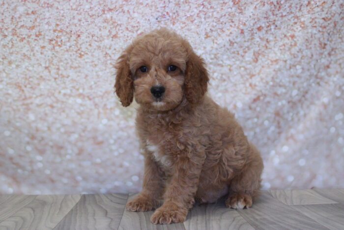 Cedric- Loyal Male Cavapoo Puppy - Image 2