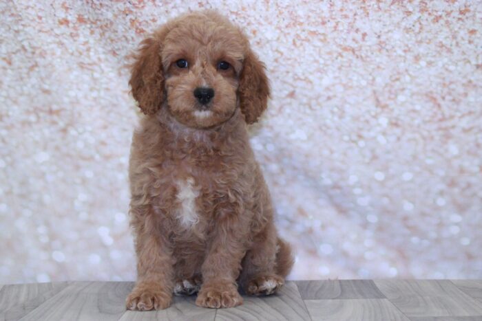 Cedric- Loyal Male Cavapoo Puppy
