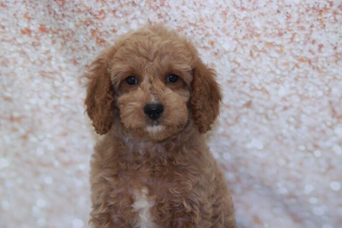 Cedric- Loyal Male Cavapoo Puppy - Image 3