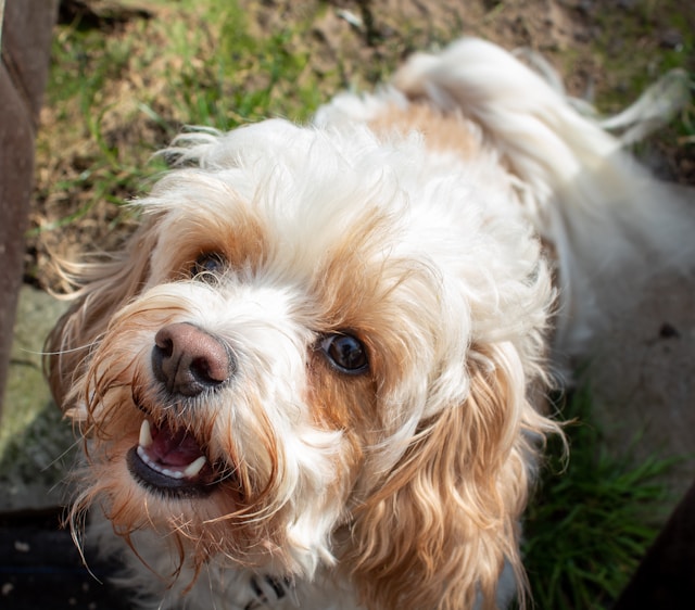 Cavachon vs Cavapoo