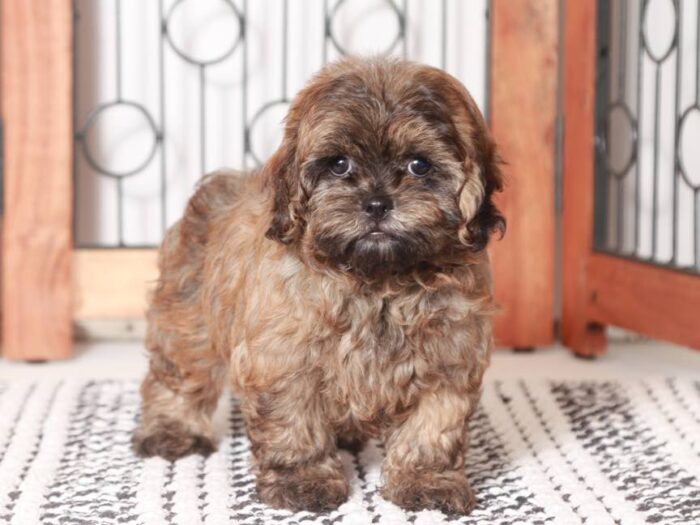 Charger- Playful Little Male Shih-Poo Puppy