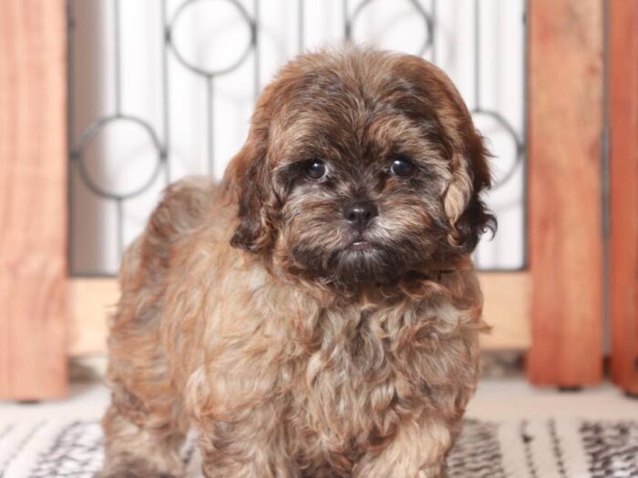 Charger- Playful Little Male Shih-Poo Puppy - Image 2