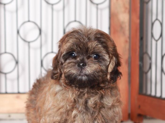 Charger- Playful Little Male Shih-Poo Puppy - Image 3