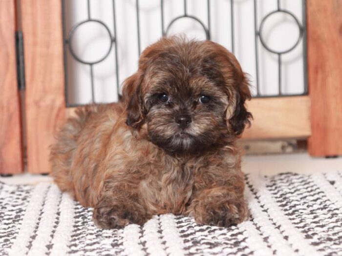 Charger- Playful Little Male Shih-Poo Puppy - Image 4