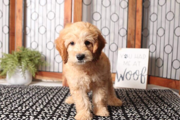 charlie1-5-1.jpg