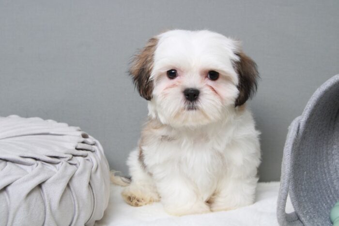 Charlotte - Happy Female Tri Teddy Bear Puppy