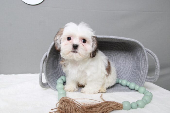 Charlotte - Happy Female Tri Teddy Bear Puppy - Image 4