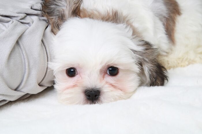 Charlotte - Happy Female Tri Teddy Bear Puppy - Image 2