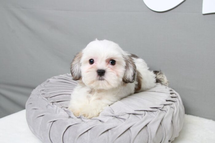 Charlotte - Happy Female Tri Teddy Bear Puppy - Image 3
