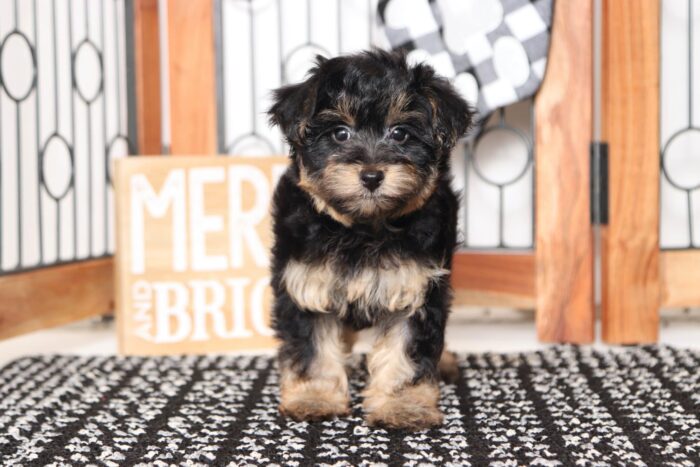 Cheer- Stunning Female Yorkie-Poo Puppy