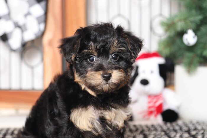 Cheer- Stunning Female Yorkie-Poo Puppy - Image 2
