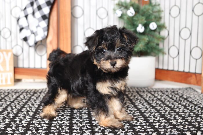 Cheer- Stunning Female Yorkie-Poo Puppy - Image 3