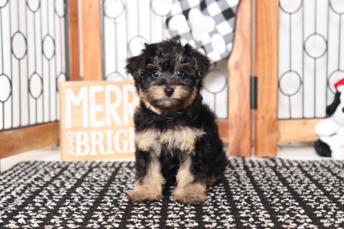 Cheer- Stunning Female Yorkie-Poo Puppy - Image 4