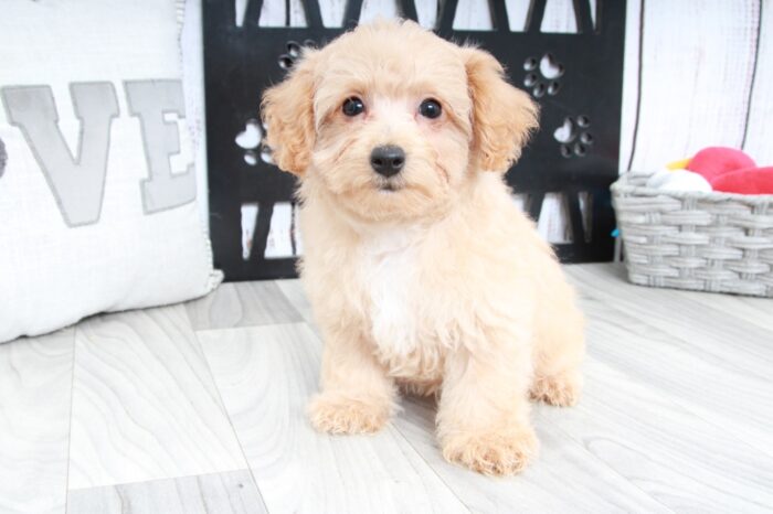 Cheerio- Adorable Female Poochon Puppy