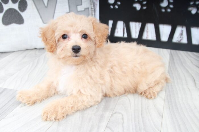 Cheerio- Adorable Female Poochon Puppy - Image 2