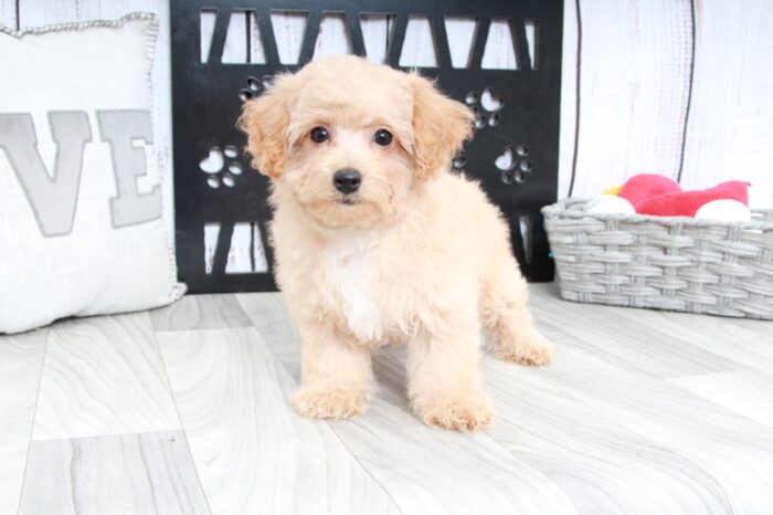 Cheerio- Adorable Female Poochon Puppy - Image 4