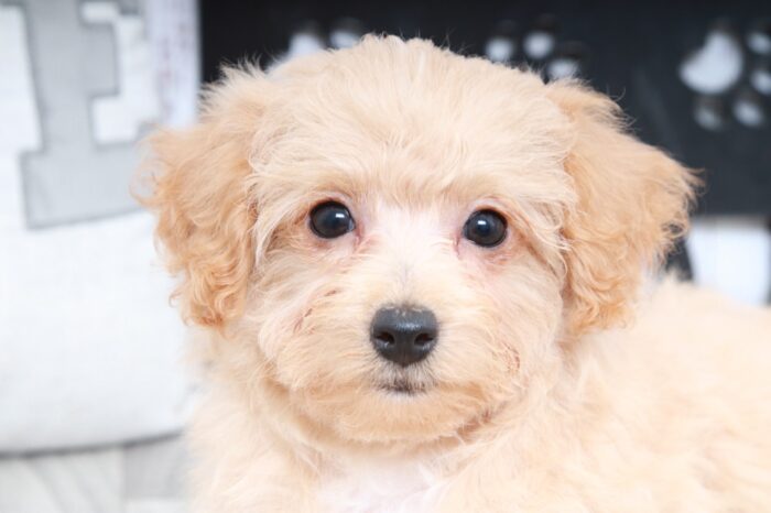 Cheerio- Adorable Female Poochon Puppy - Image 3