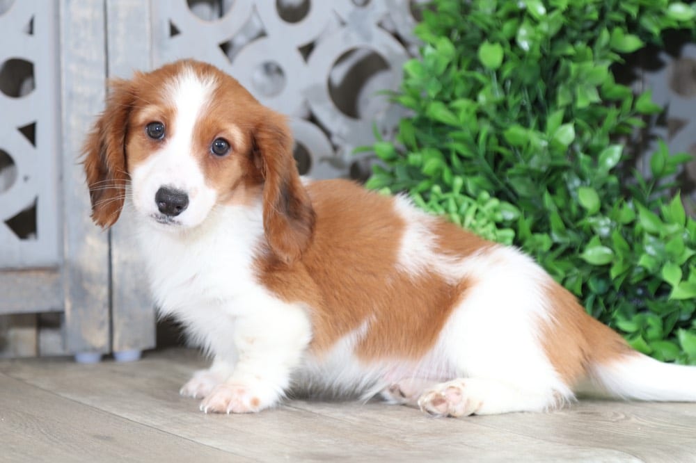 Chief Long Haired Dachshund Puppy Puppies Online