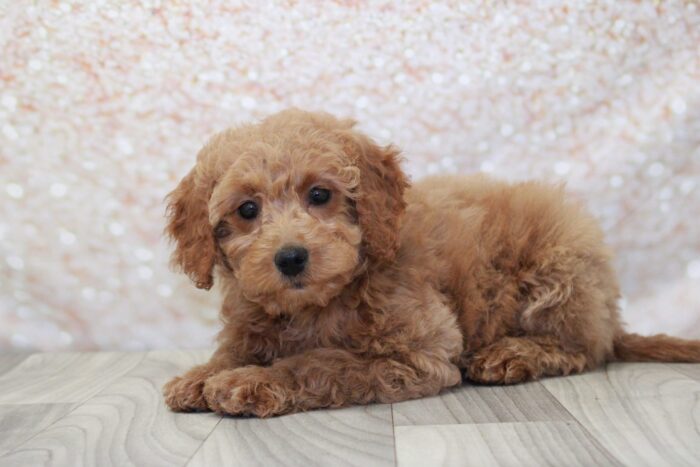 Cher- Lovely Female Mini Goldendoodle Puppy - Image 2