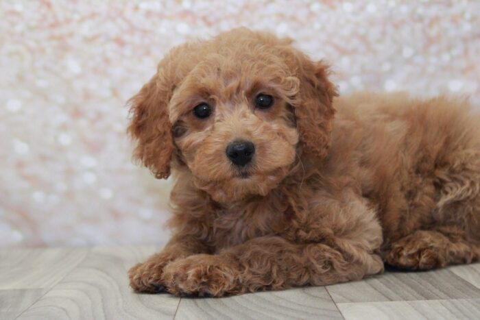 Cher- Lovely Female Mini Goldendoodle Puppy