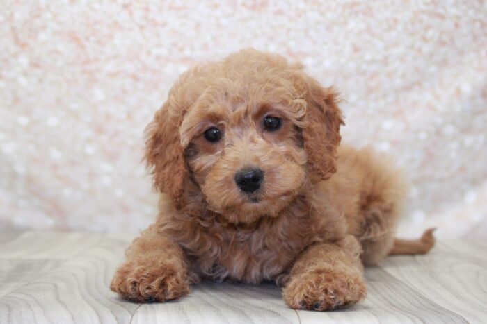 Cher- Lovely Female Mini Goldendoodle Puppy - Image 3