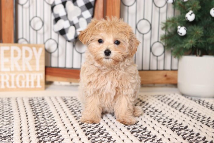 Cherry- Gorgeous Apricot Female Malti-Poo Puppy